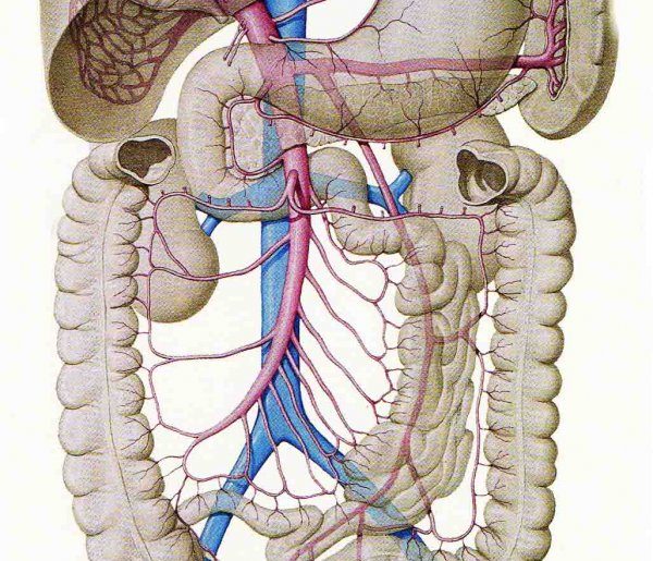 disbiosi intestinale intestino