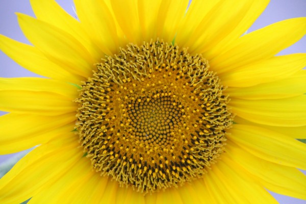 Marco Arnaboldi