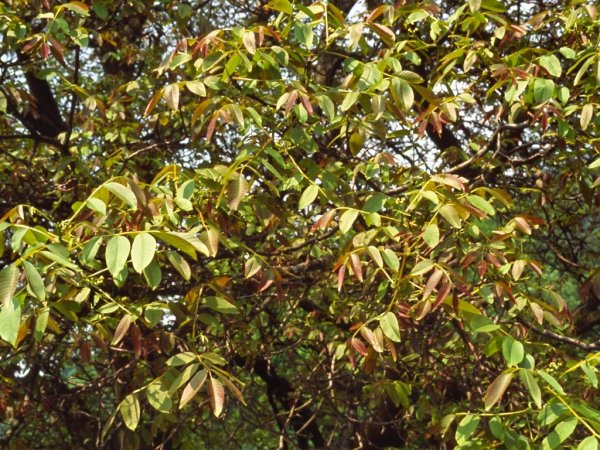 walnut fronde