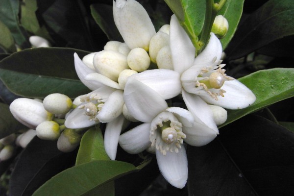 aromaterapia_oli_per_la_mente