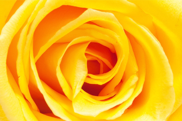 colore-giallo-cervello