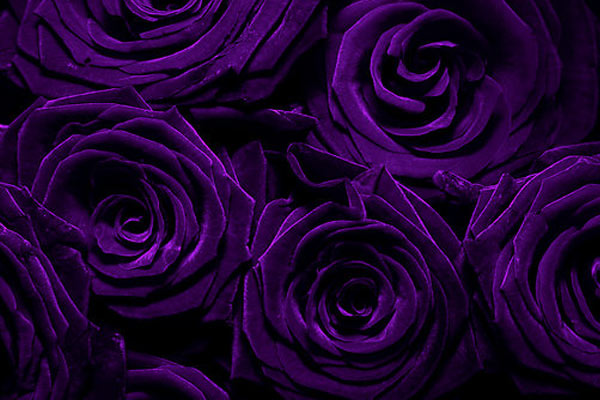 colore-viola-rosa