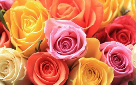 rose-cromoterapia