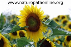 girasole