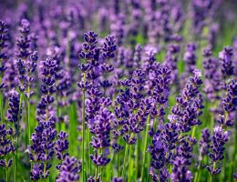 olio-essenziale-di-lavanda