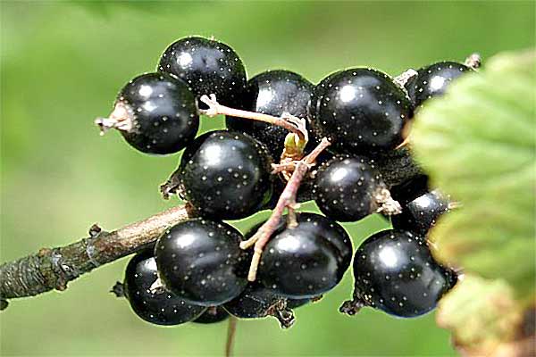 ribes-nero