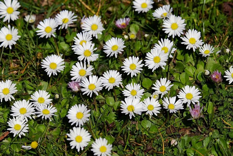 Naturopata Angela Ballarati