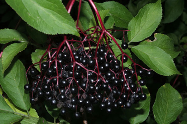 Naturopata Angela Ballarati