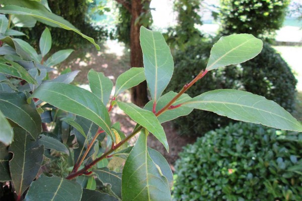 alloro
