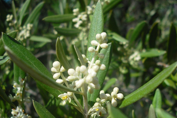 Olea Europaea proprietà e benefici