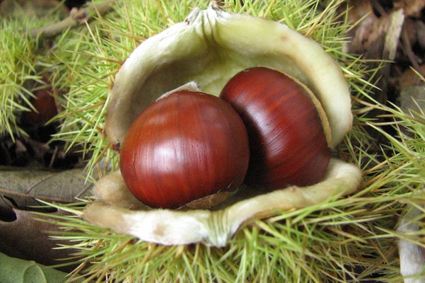 castagne