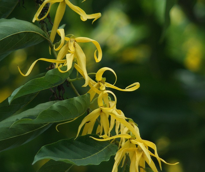 Naturopata Angela Ballarati