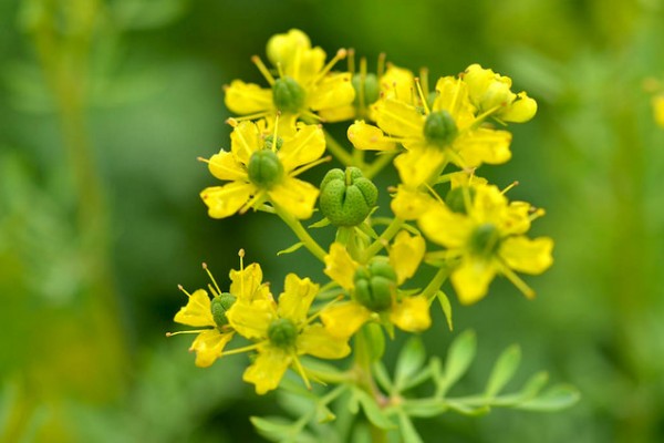Naturopata Angela Ballarati