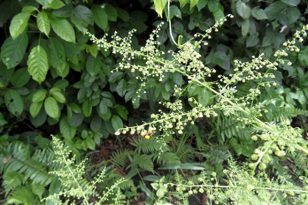 Artemisia