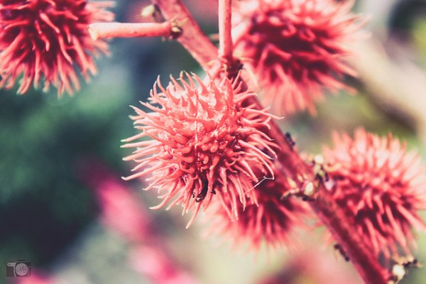 ricinus_communis
