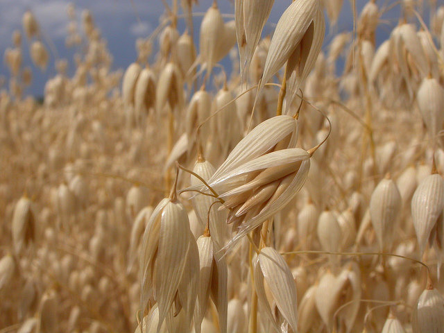 avena_a_colazione_proprietà