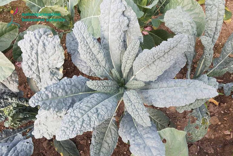 Cavolo nero