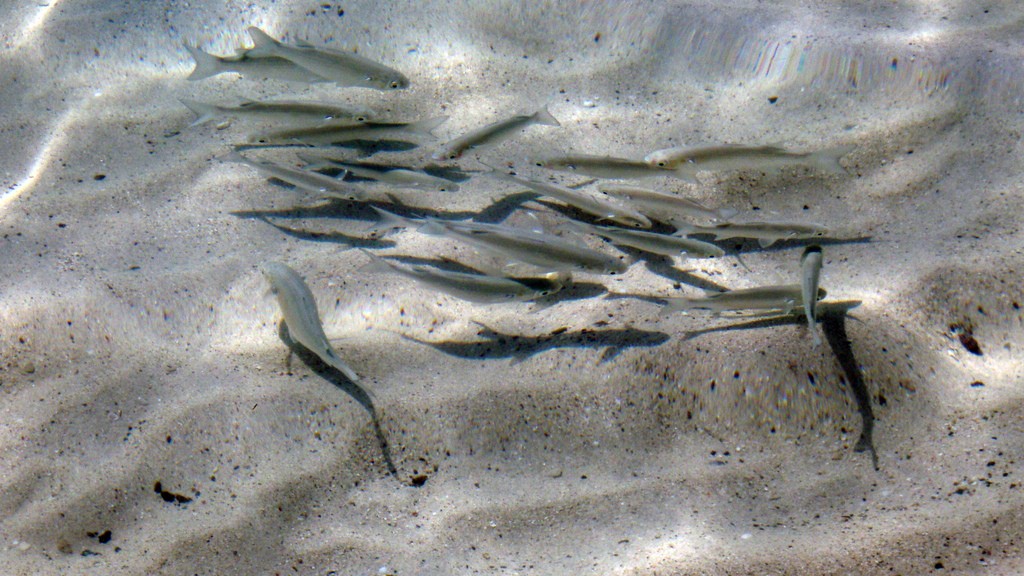 Pesce_e_mercurio