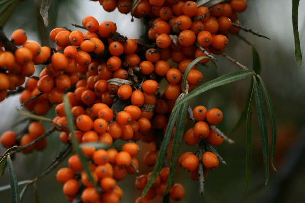 Naturopata Alessandro Di Coste