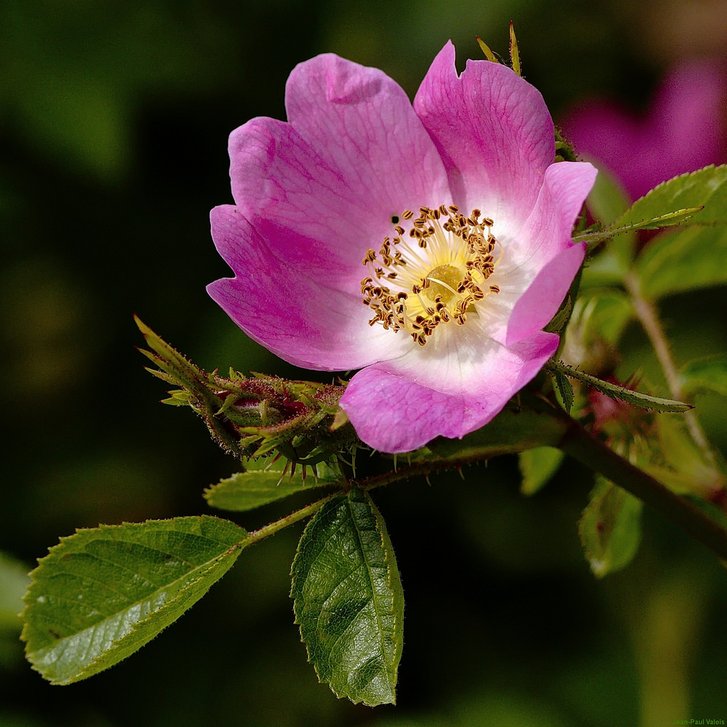 Rosa damascena proprietà e benefici