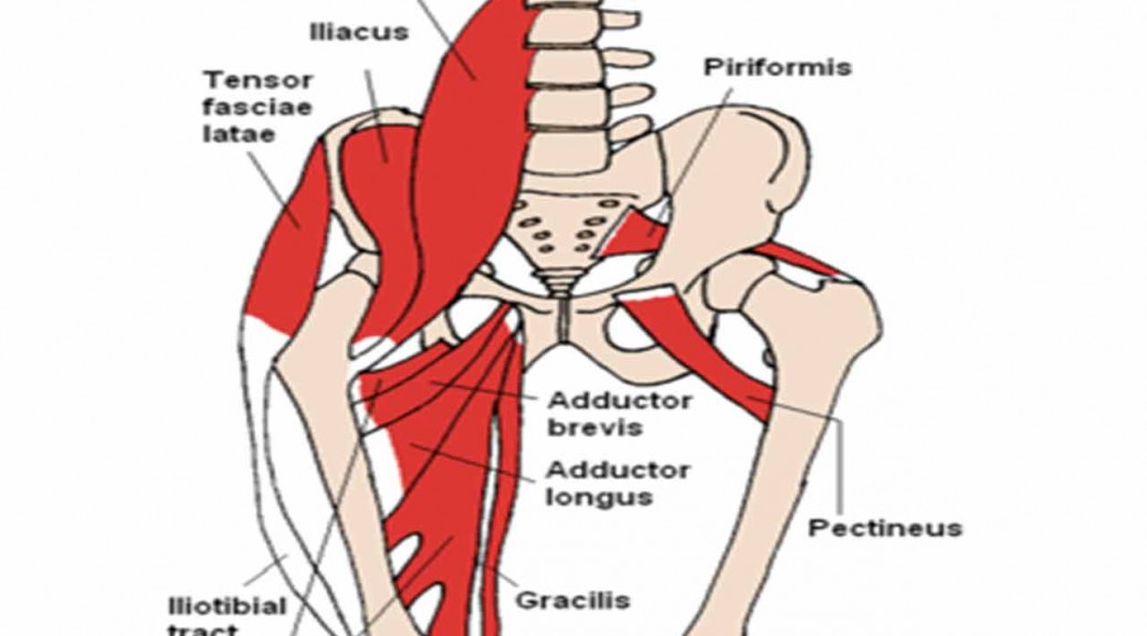Muscolo ileopsoas