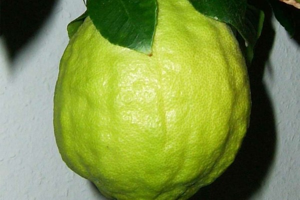 cedro