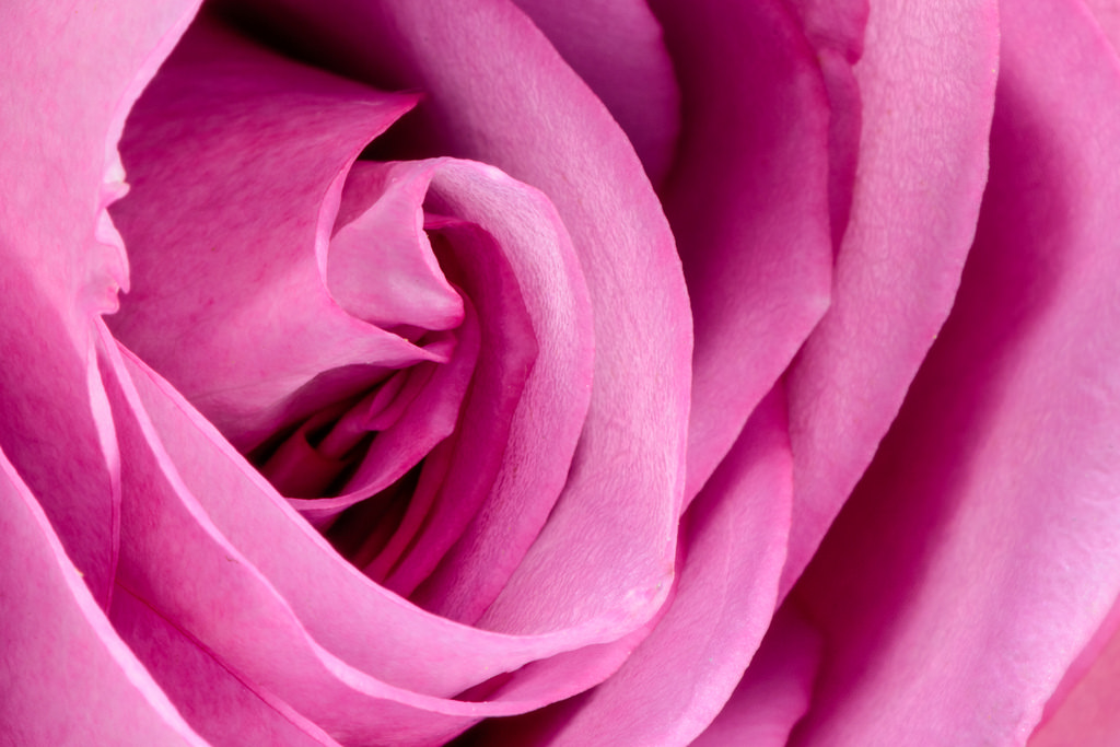 colore rosa