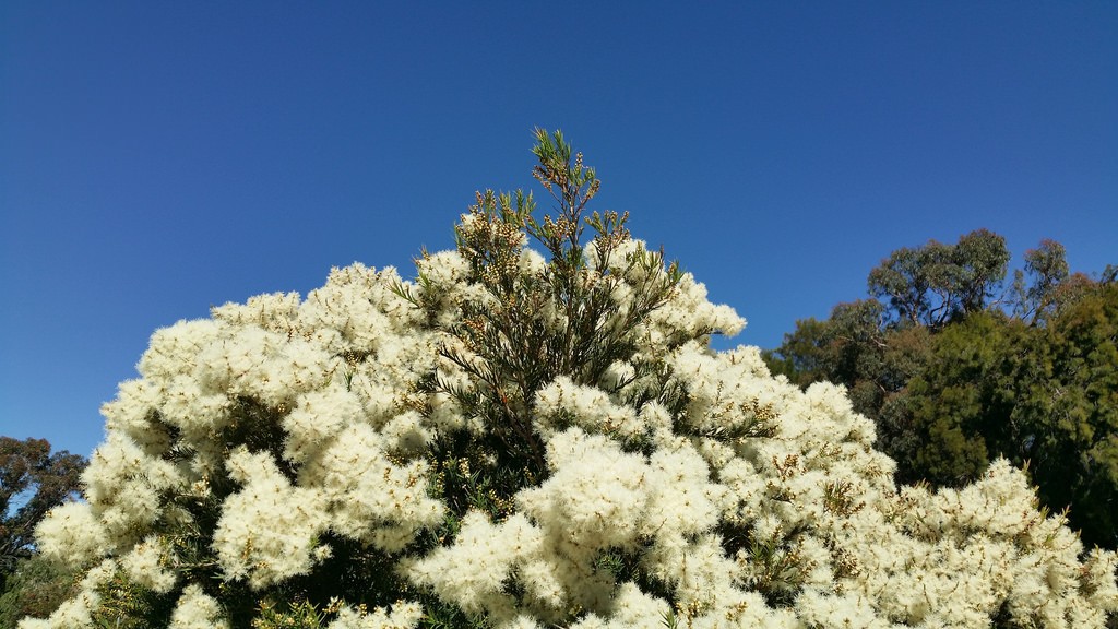olio essenziale di melaleuca