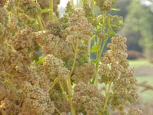 Naturopata Angela Gimelli