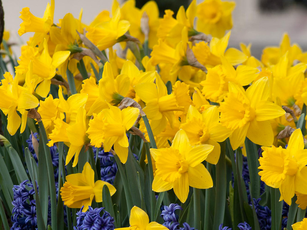 olio essenziale di narciso