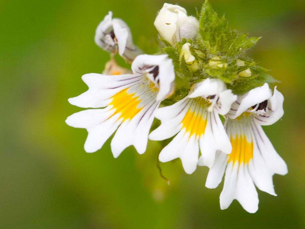 Eufrasia utile nei cambi di temperatura e vento  s