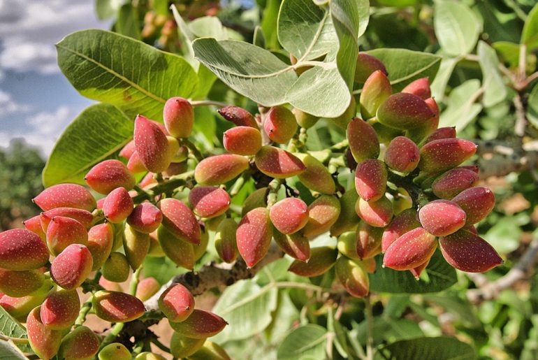 Il pistacchio loro verde