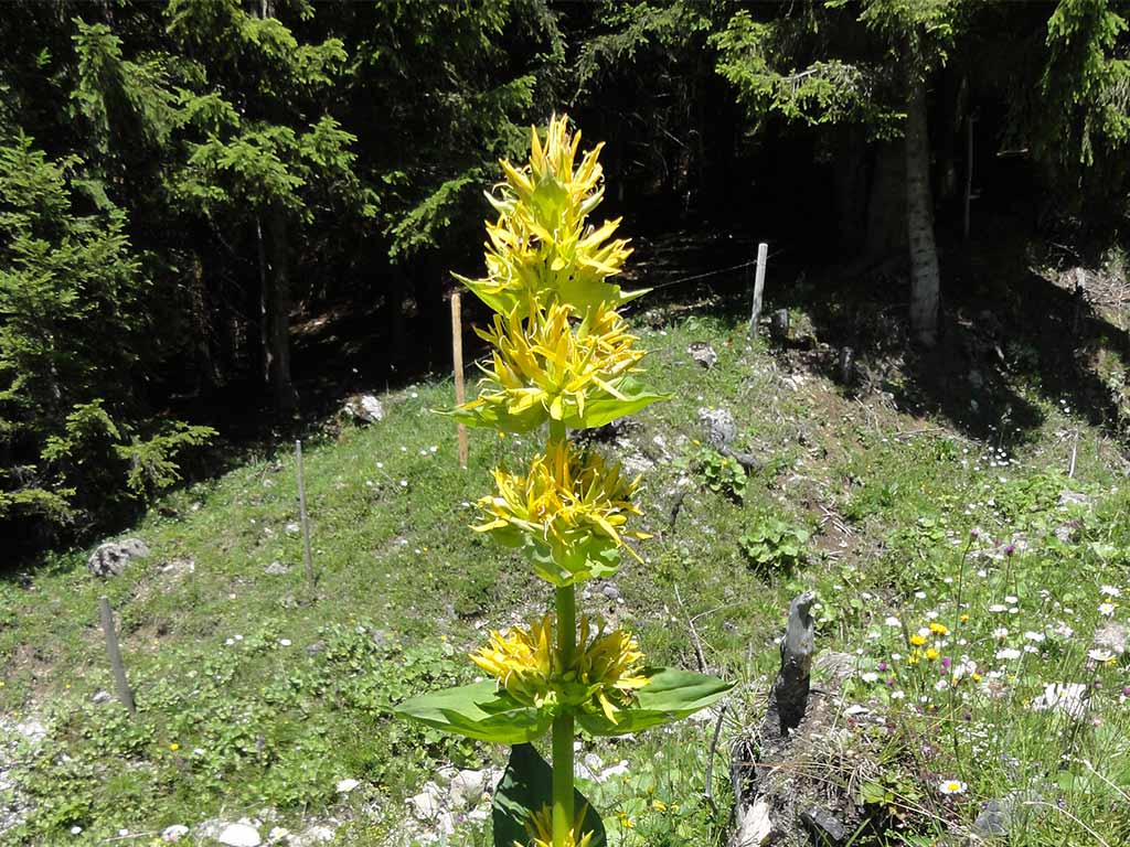 Naturopata Angela Ballarati
