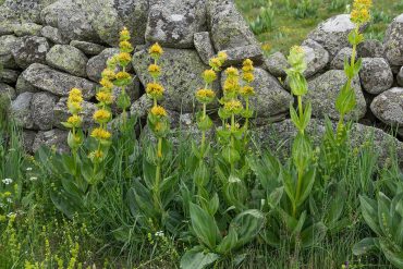 genziana