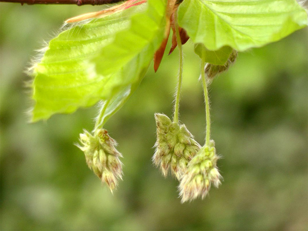 Naturopata Pinuccia Ceriani