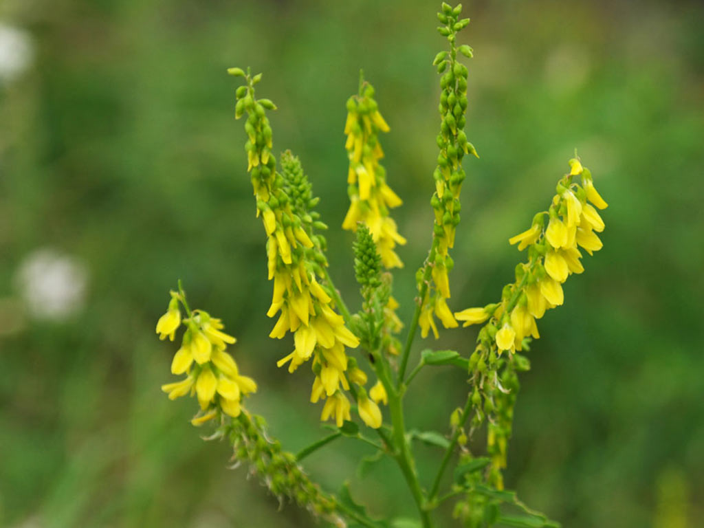 Naturopata Angela Ballarati