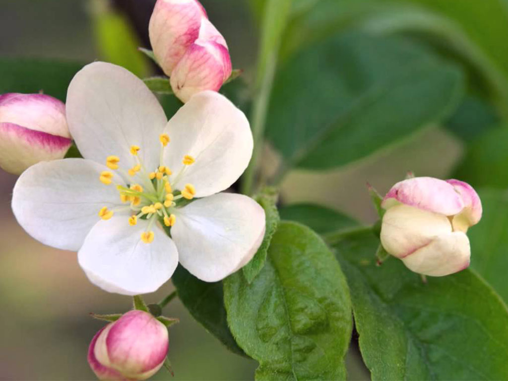 Naturopata Pinuccia Ceriani