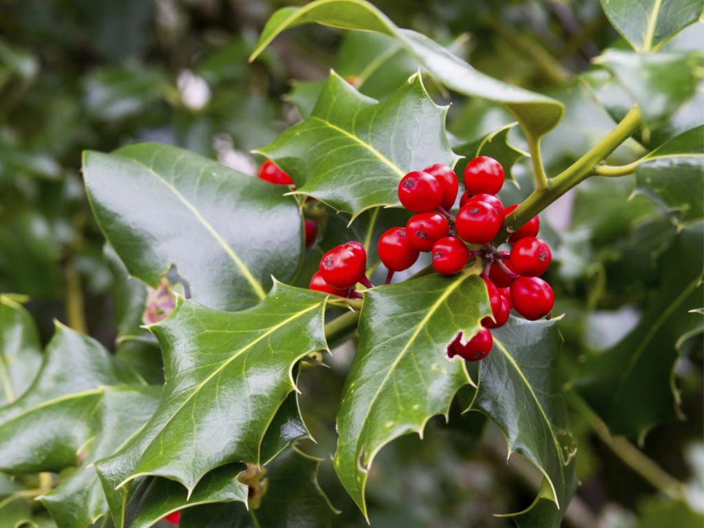 Naturopata Pinuccia Ceriani