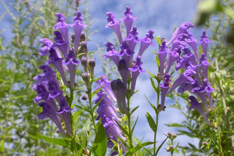 scutellaria