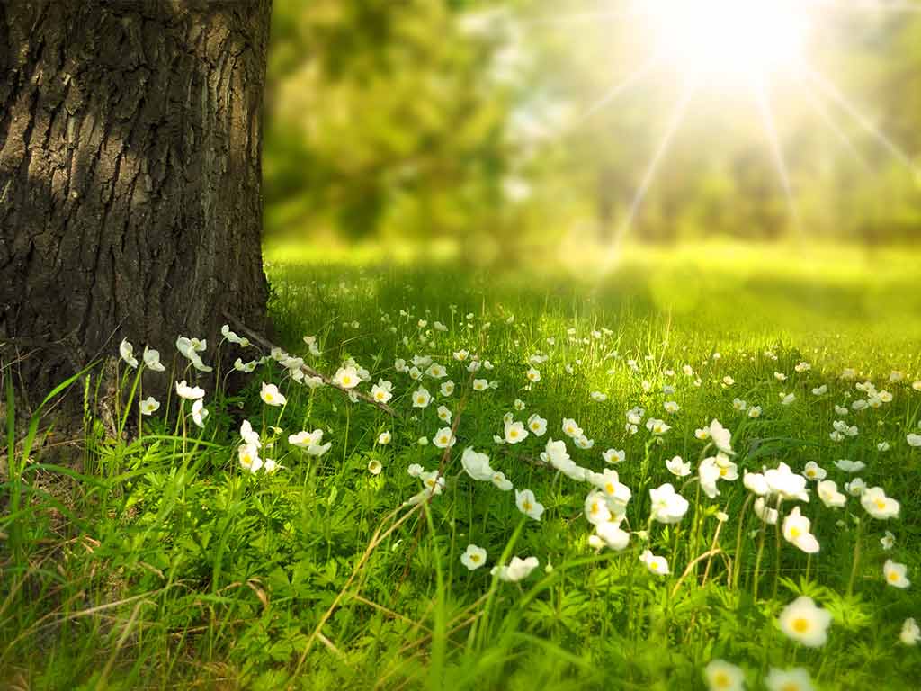 Cera una volta una natura amica di un uomo non sem
