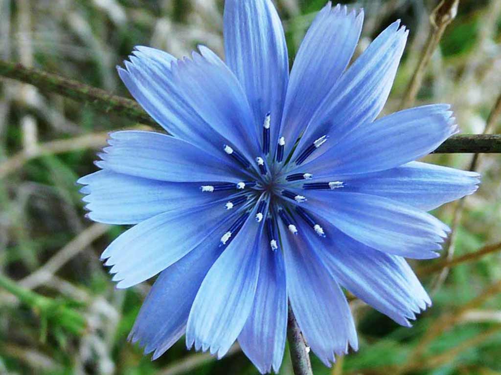 Naturopata Pinuccia Ceriani
