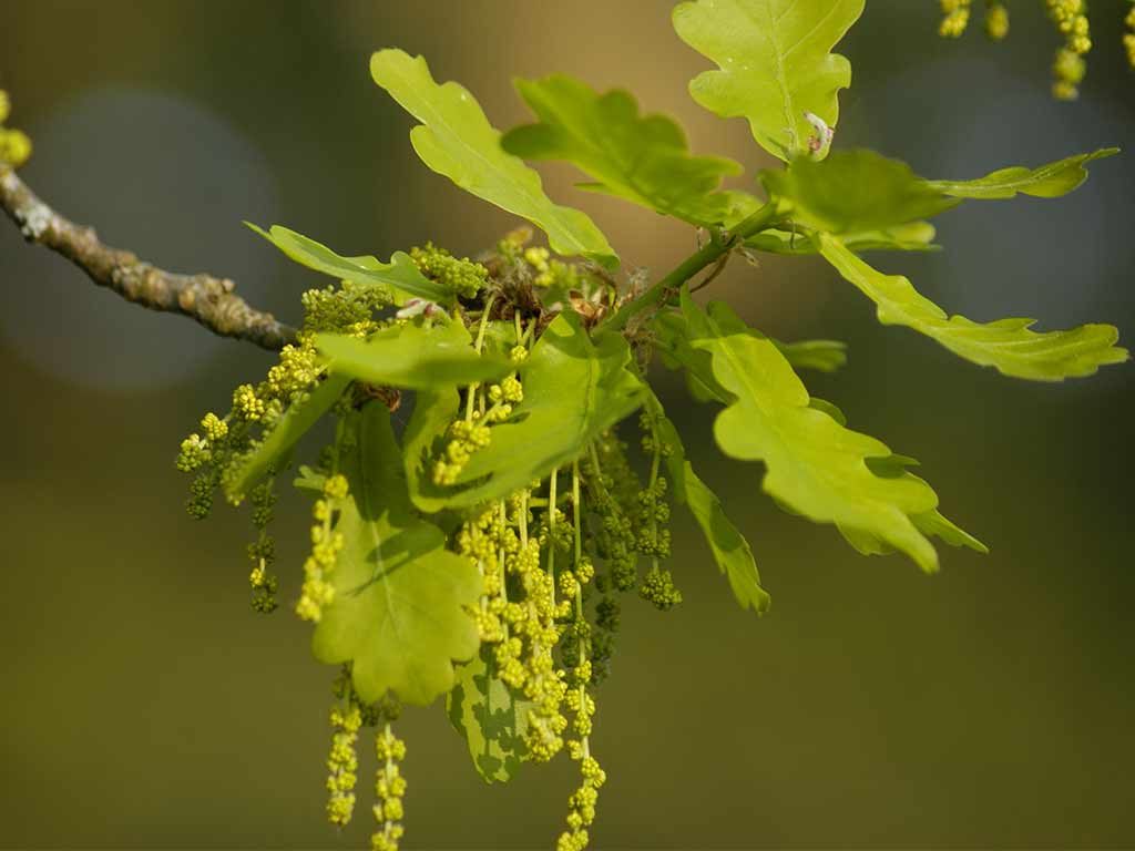 Naturopata Pinuccia Ceriani
