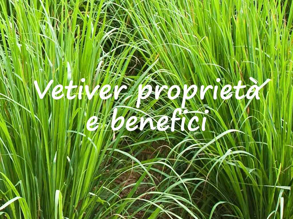 vetiver