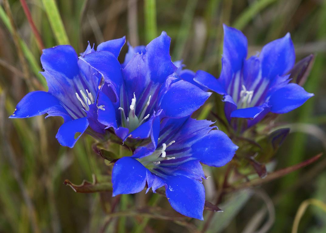Naturopata Pinuccia Ceriani