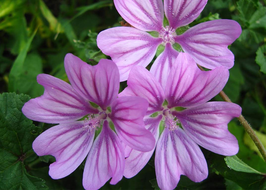 Naturopata Angela Gimelli