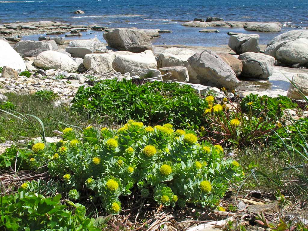 Naturopata Alessandro Di Coste