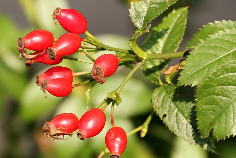 rosa-canina