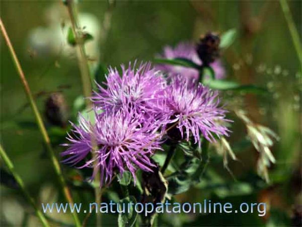 Naturopata Pinuccia Ceriani