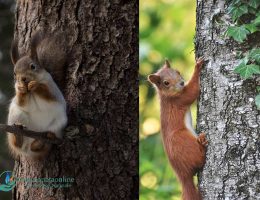 scoiattolo-rosso-albero
