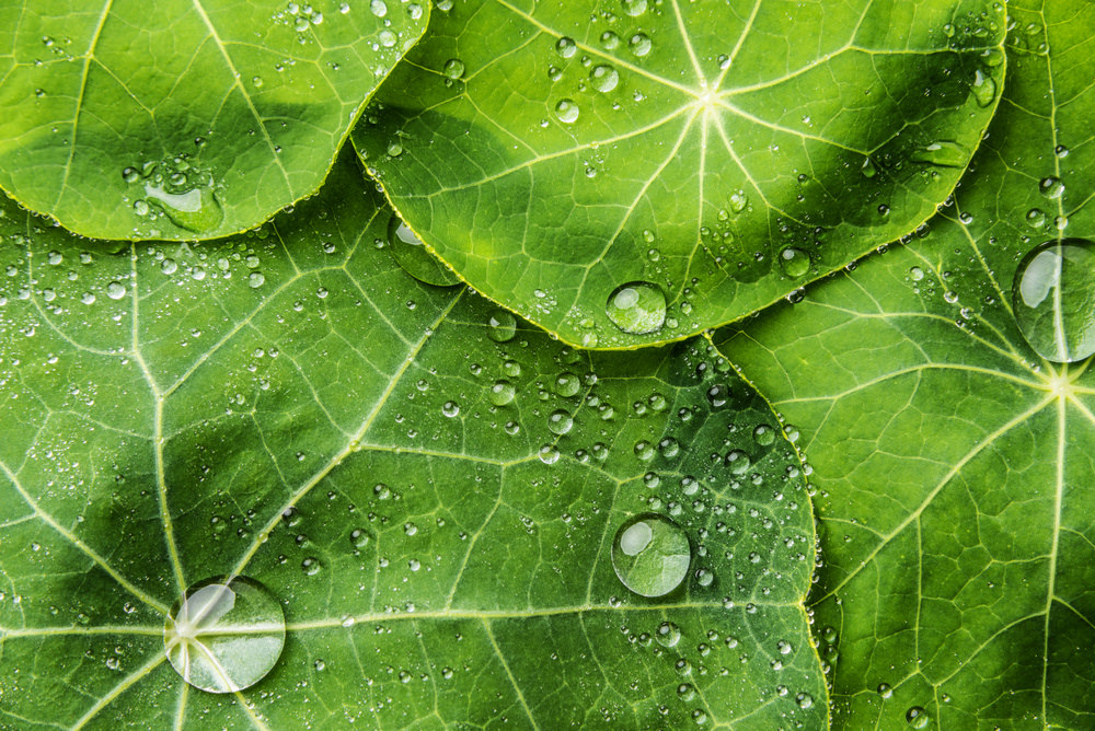 Naturopata Alessandro Di Coste